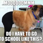 Mom... Why?.. | ..MOOOOOOMMM....... DO I HAVE TO GO TO SCHOOL LIKE THIS?... | image tagged in dog in pantyhose,mom why,pantyhose,dog,do i have to | made w/ Imgflip meme maker