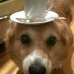 Tea Corgi