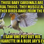 Bird Sparta | THOSE BABY CARDINALS ARE REAL THUGS.  THEY MUSCLE ALL THE OTHER BIRDS AWAY FROM THE FEEDER; I SAW ONE PUT OUT HIS CIGARETTE IN A BLUE JAY'S EYE | image tagged in bird sparta | made w/ Imgflip meme maker