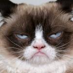 another grumpy cat picture meme