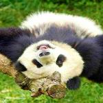 Lazy Panda meme