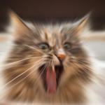 Screaming Cat