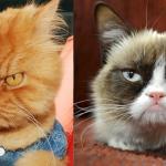 grump cat and angry cat meme
