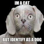 "Transgender" Doggo Week March 10-16 a Blaze_the_Blaziken and 1forpeace Event | IM A CAT; BUT IDENTIFY AS A DOG | image tagged in dog cat transgender,doggo week,doggo,cat,dog,transgender | made w/ Imgflip meme maker