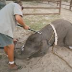Elephant being beaten