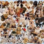 so many dogs