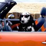 Dalmatian Driver