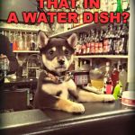 When your dog goes to the bar | YOU WANT THAT IN A WATER DISH? | image tagged in bartender puppy,bowl,cute dog | made w/ Imgflip meme maker