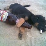 Drunk pup