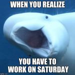 suprised beluga whale | WHEN YOU REALIZE; YOU HAVE TO WORK ON SATURDAY | image tagged in memes | made w/ Imgflip meme maker