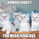 White Cute Kittens | HOMOGENOUS? YOU MEAN FABULOUS. | image tagged in white cute kittens | made w/ Imgflip meme maker