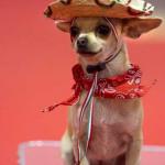 Spanish Chihuahua