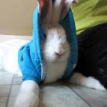 bunny in hoodie meme