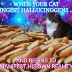 space cats and hot dogs | WHEN YOUR CAT INGEST HALLUCINOGENS ... AND BEGINS TO MANIFEST HIS OWN REALITY | image tagged in space cats and hot dogs | made w/ Imgflip meme maker
