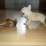 Snail & Pup meme