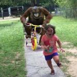 Orangutan Chasing Girl meme
