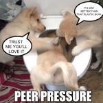 When Good Dogs Go Bad | IT’S WAY BETTER THAN THAT PLASTIC BOWL; TRUST ME YOU’LL LOVE IT; PEER PRESSURE | image tagged in doggo waterboarding,dogs,cute animals,memes,funny,doggo | made w/ Imgflip meme maker