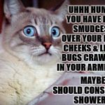 TAKE A SHOWER | UHHH HUMAN? YOU HAVE POOP SMUDGES ALL OVER YOUR BUTT CHEEKS & LITTLE BUGS CRAWLING IN YOUR ARMPITS. MAYBE YOU SHOULD CONSIDER SHOWERING! | image tagged in take a shower | made w/ Imgflip meme maker