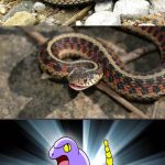 Snake Puns | WHATS A SNAKE SPELLED BACKWARDS? EKANS! | image tagged in snake puns | made w/ Imgflip meme maker