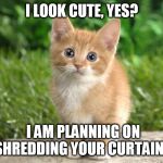 Katze | I LOOK CUTE, YES? I AM PLANNING ON SHREDDING YOUR CURTAINS | image tagged in katze | made w/ Imgflip meme maker