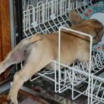 Pup in dishwasher meme