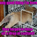 Pup in dishwasher | Dang good thing I'm here... they forgot to rinse off a drop of custard! | image tagged in pup in dishwasher,cute puppies | made w/ Imgflip meme maker