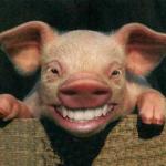 Swine with human teeth