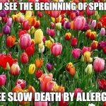 tulips | YOU SEE THE BEGINNING OF SPRING; I SEE SLOW DEATH BY ALLERGIES | image tagged in tulips | made w/ Imgflip meme maker