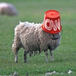 cnn bucket sheep meme