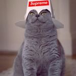 supreme cat | HOOMAN; YOU MAY BOW BEFORE YOUR SUPREME LEADER | image tagged in supreme cat | made w/ Imgflip meme maker