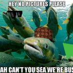 cheesy joke salmon | HEY NO PICTURES PLEASE; YEAH CAN'T YOU SEA WE'RE BUSY | image tagged in cheesy joke salmon | made w/ Imgflip meme maker
