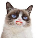 Grumpy Cat Artificially Smiles