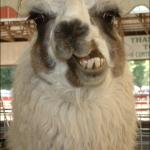 Disgruntled Llama