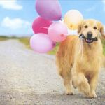 Dog With Balloons meme