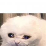 Crying Cat