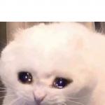 Crying Cat meme