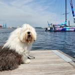 English Sheepdog