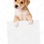 Dog holding sign