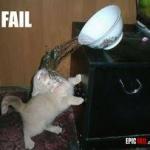 Cat Water Spill