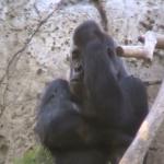 Frustrated Gorilla