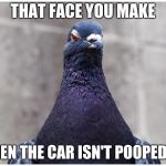 Hatred Pigeon | THAT FACE YOU MAKE; WHEN THE CAR ISN'T POOPED ON | image tagged in hatred pigeon | made w/ Imgflip meme maker
