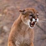 Angry cougar warning