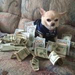 Money dog meme