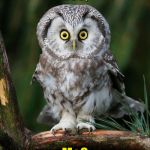 Owl’s mantra: “Question everything” | Hoo, Me? | image tagged in owl,questions,memes | made w/ Imgflip meme maker