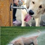 Dog drinking water vs dog and sprinkler | MY DOG *CHOKES ON WATER*; ALSO MY DOG *TRIES TO DRINK MORE WATER* | image tagged in dog drinking water vs dog and sprinkler | made w/ Imgflip meme maker
