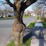 Booty Tree