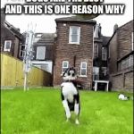 Dogs are the best | DOGS ARE THE BEST AND THIS IS ONE REASON WHY | image tagged in gifs,dogs,fails | made w/ Imgflip video-to-gif maker