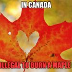 Maple Leaf Heart | IN CANADA; IT’S ILLEGAL TO BURN A MAPLE LEAF | image tagged in maple leaf heart | made w/ Imgflip meme maker