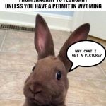My first "week" meme, LOL! Ludicrous Laws week April 1-7 a LordCheesus, Katechuks and SydneyB event | YOU ARE NOT ALLOWED TO TAKE A PICTURE OF A RABBIT FROM JANUARY TO FEBRUARY UNLESS YOU HAVE A PERMIT IN WYOMING; WHY CANT I GET A PICTURE? | image tagged in really rabbit | made w/ Imgflip meme maker