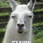 Ludicrous Laws Week - April 1 to April 7 | IN GEORGIA; IT'S ILLEGAL TO RIDE A LLAMA | image tagged in llama glare,georgia,ludacris,no riding | made w/ Imgflip meme maker